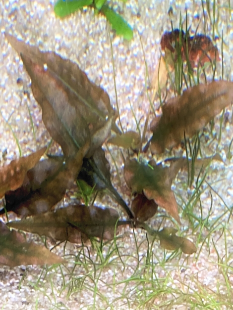 Cryptocoryne wendtii